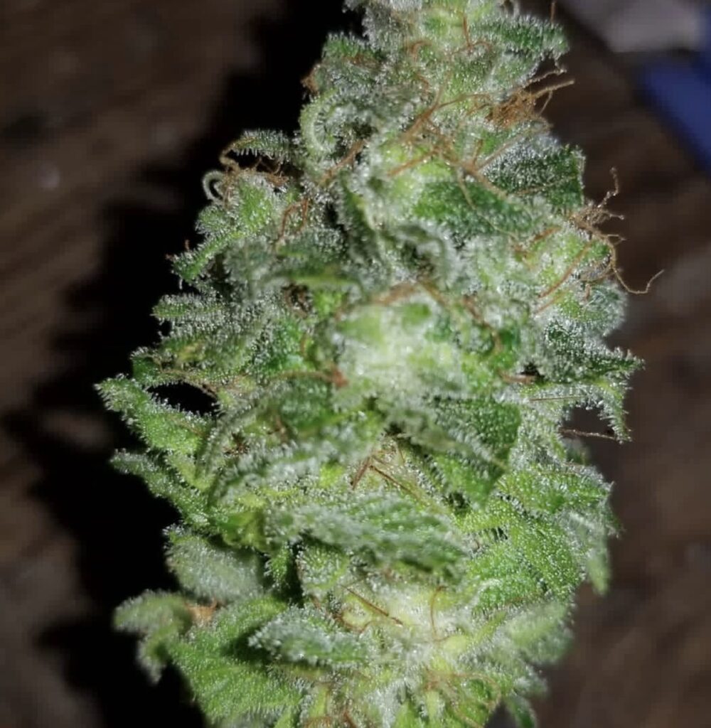 White Widow
