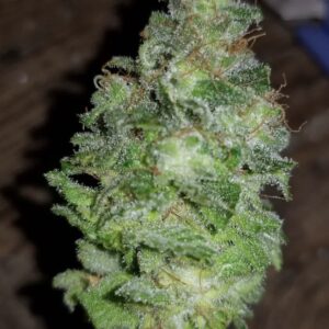 White Widow