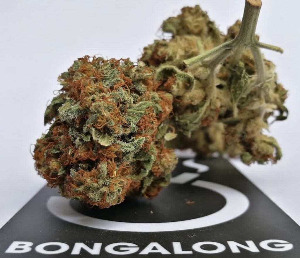 Buy Quality Blueberry Cannabis 