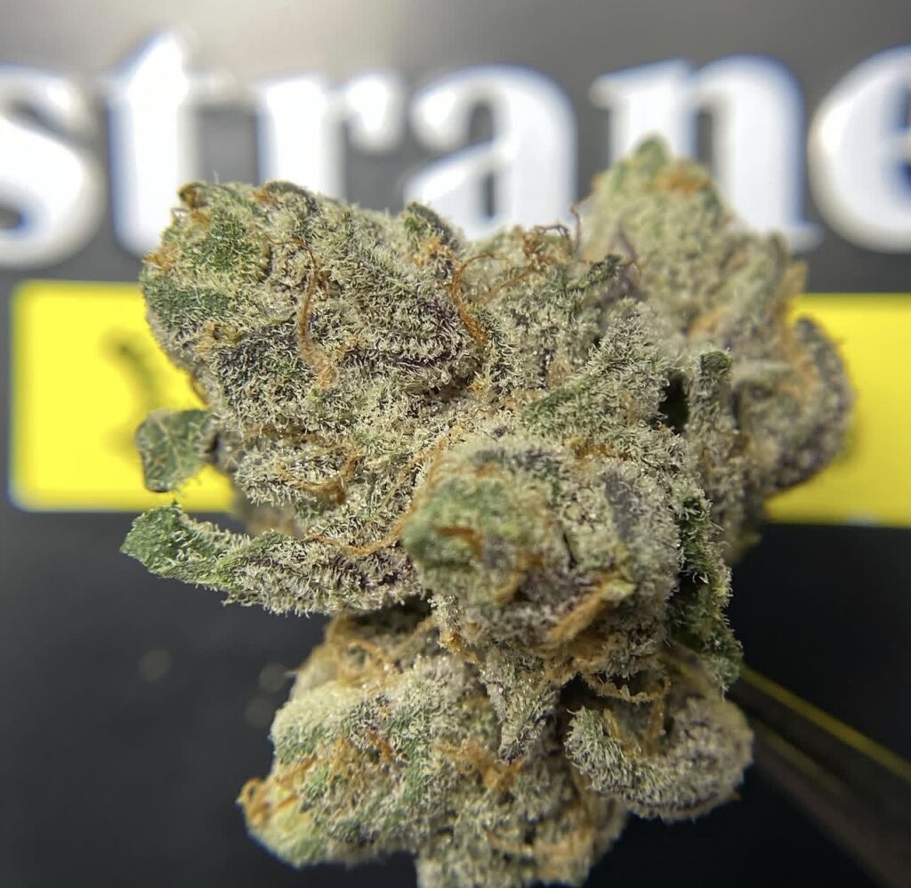 Biscotti Cannabis Hybrid Strain