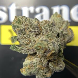 Biscotti Cannabis Hybrid Strain