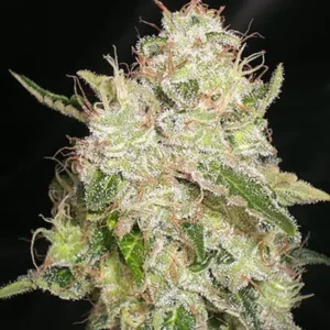 White Chronic