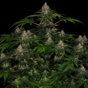 Shiskaberry